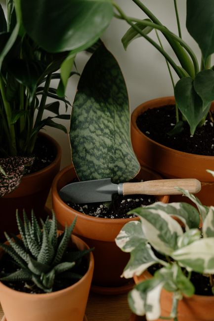 A collection of potted houseplants placed on a wooden surface, each in terracotta pots containing dark soil. The plants include a variegated variegated rubber plant with large leathery leaves, an aloe vera with spiky, textured leaves, and a plant with green and white variegated foliage. A small hand trowel with a light wooden handle and a metal blade is resting among the pots, partially inserted into the soil of one plant. The background suggests an indoor environment with soft, natural lighting that highlights the rich green tones and textured surfaces of the plants. The arrangement appears to be a decorative indoor garden area, reflective of an interest in home greenery and possibly related to DIY planting or indoor plant care, aligning with the theme of household waste and garden waste collection in a professional context like House Clearance Finchley.