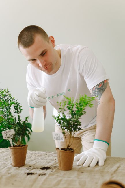 A young man with closely cropped hair, wearing a white T-shirt with green text and beige trousers, is indoors working on a planting project. He is wearing white gloves and holding a white spray bottle in his right hand, aimed at small potted plants on a wooden surface. Two of the plants are in terracotta pots, with one creating a small shrub with green foliage and the other a slightly larger, bushy plant with similar green leaves. The background features a plain, light-colored wall, and the scene is lit with even, natural lighting that highlights the textures of the plants and the man's focused expression. The setting appears to be a home or indoor gardening space where the individual is engaged in caring for or preparing for gardening, aligning with a focus on responsible waste handling and indoor planting activities, as promoted by House Clearance Finchley's services for eco-friendly rubbish disposal and garden waste collection.